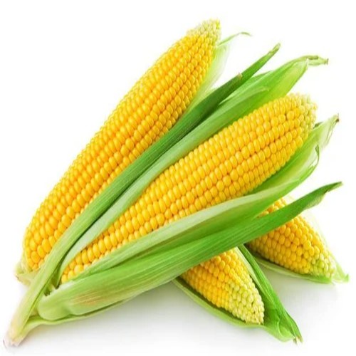 Sweet Corn